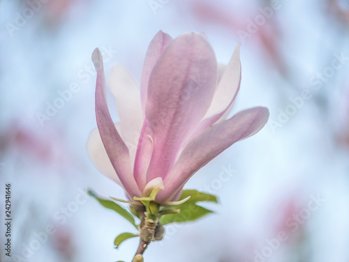 Beautiful pink magnolia button on the blurred natural background