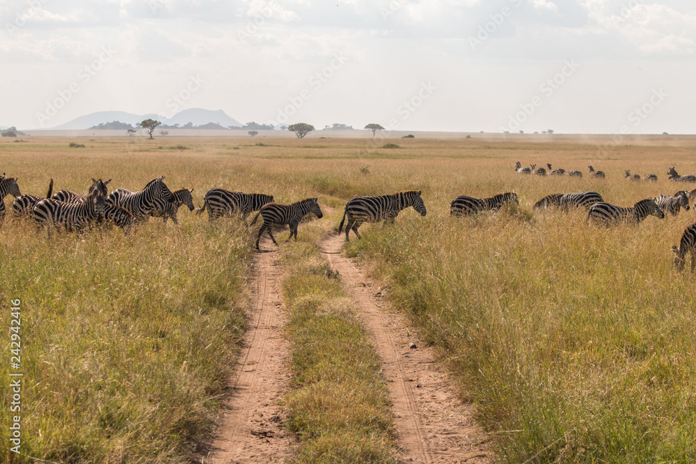 a group of zebra in Serengeti African safari 