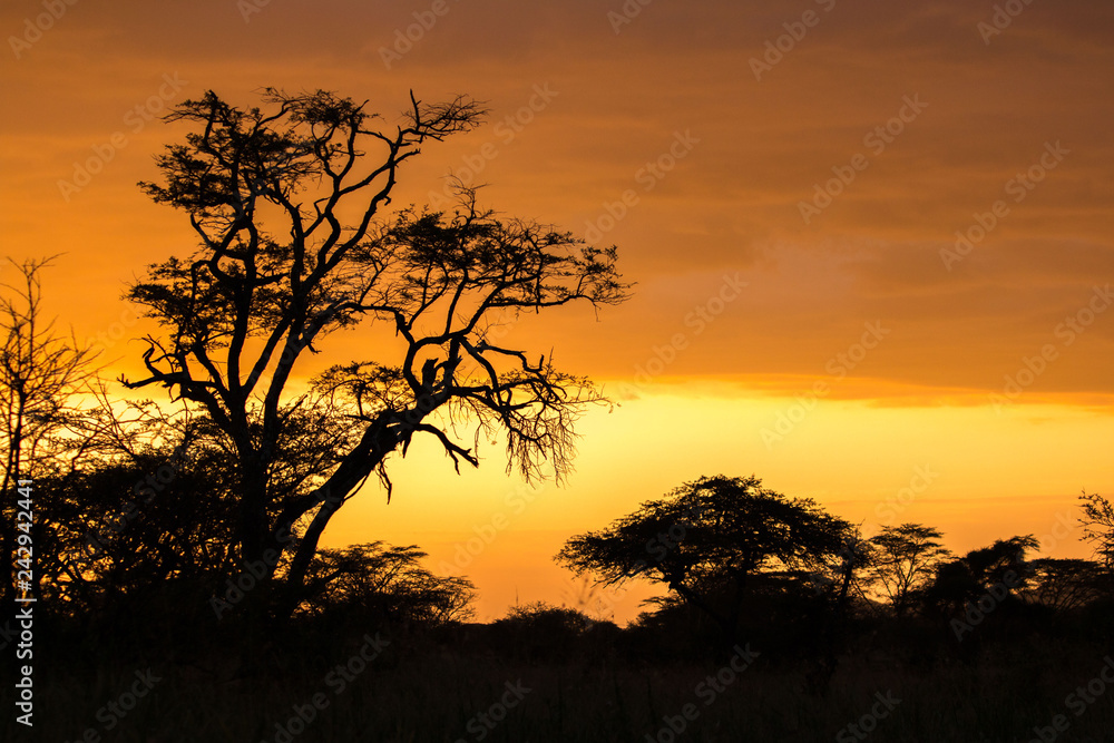 beautiful sunset in Serengeti African safari 