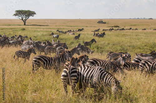 a group of zebra in Serengeti African safari 