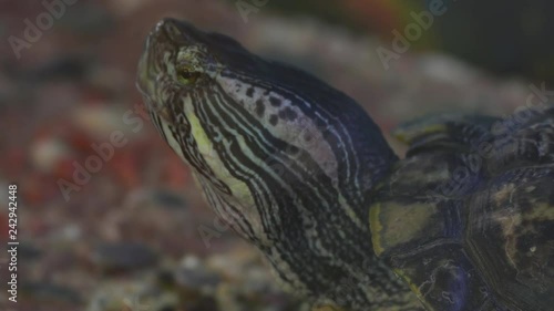 Red-eared slider turtle (Trachemys scripta elegans) moves its head in terrarium...Unmodified camera color. photo