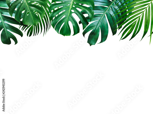 Summer tropical leaves on white background with copy space