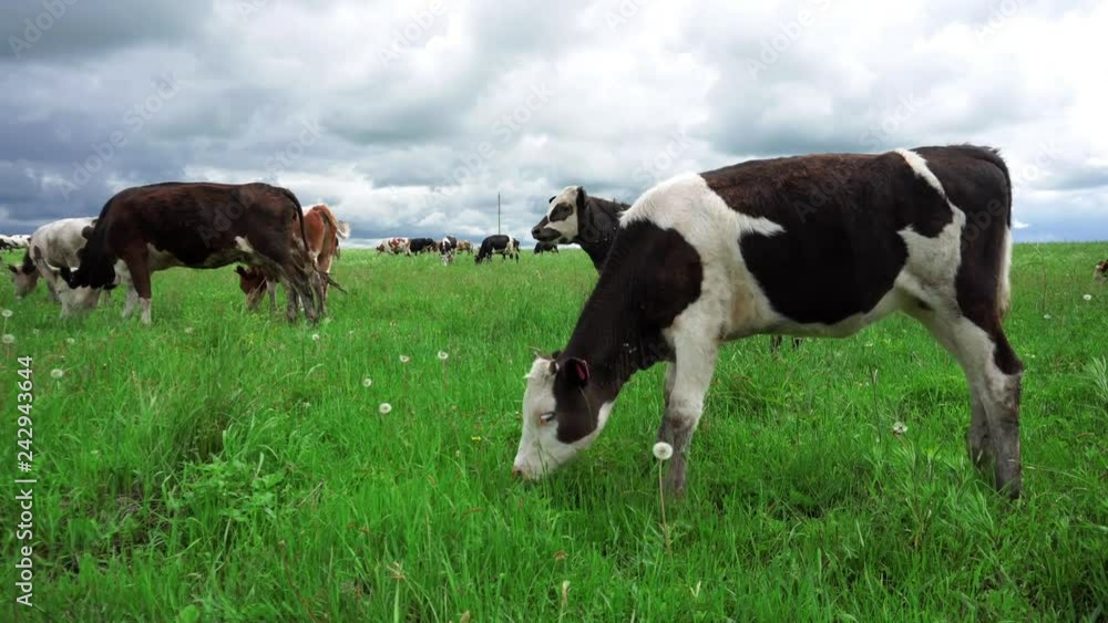 Pets cows graze in summer on a green meadow Pets cows graze in summer on a green meadow