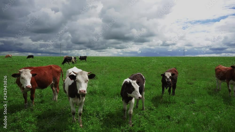 Pets cows graze in summer on a green meadow Pets cows graze in summer on a green meadow