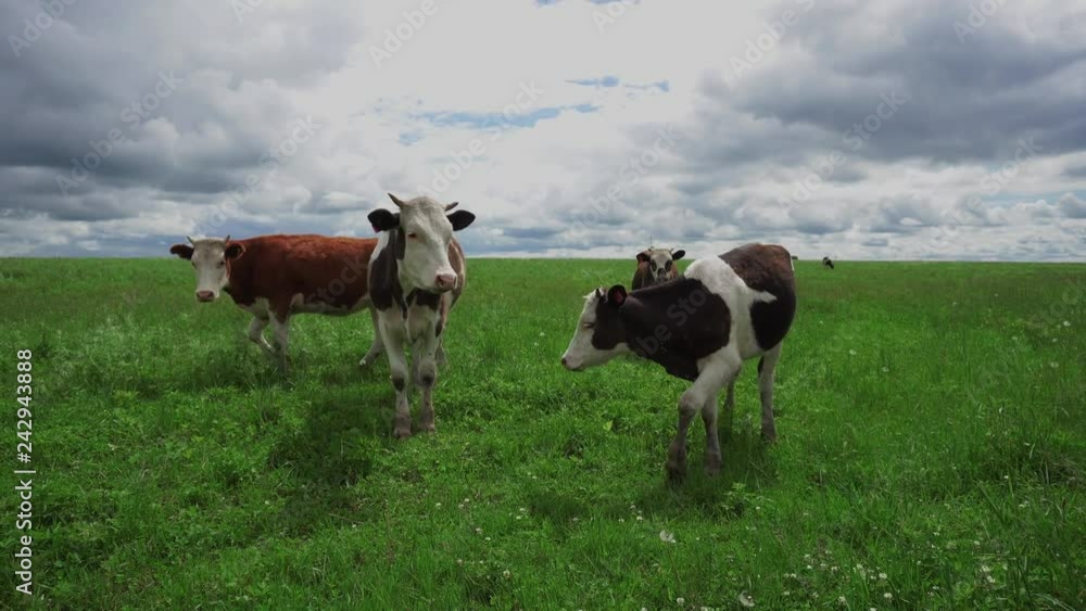 Pets cows graze in summer on a green meadow Pets cows graze in summer on a green meadow