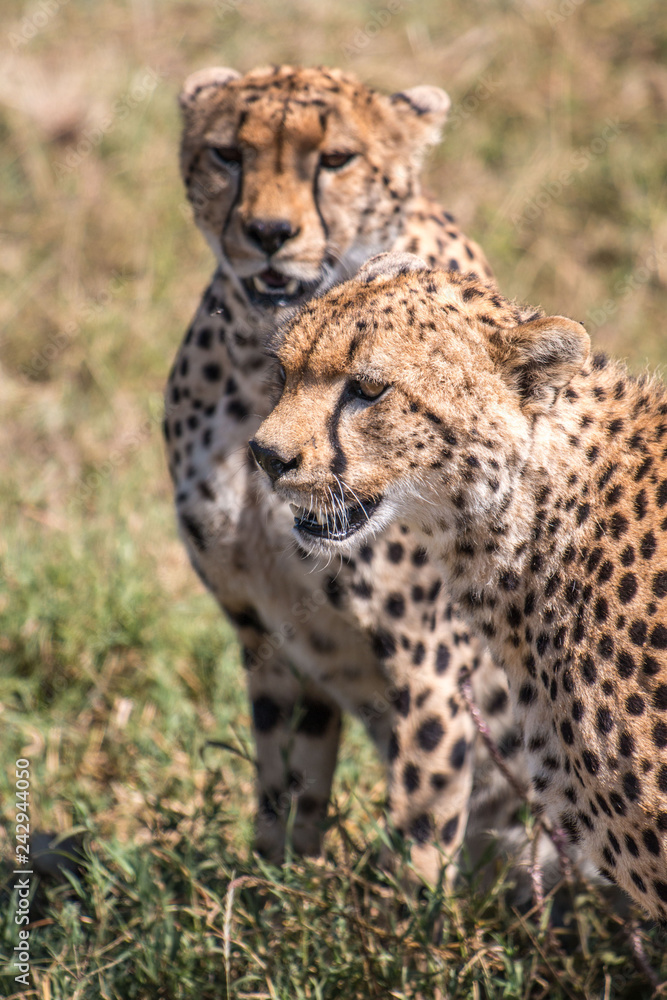 Cheetah in Serengeti African safari Cheetah in Serengeti African safari