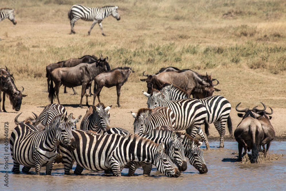 Obraz premium Zebra and Gnu in Serengeti African safari 