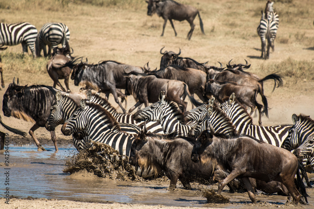 Fototapeta premium Zebra and Gnu in Serengeti African safari 
