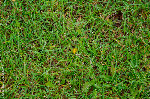 Texture of green autumn lawn with dandelion for background 2