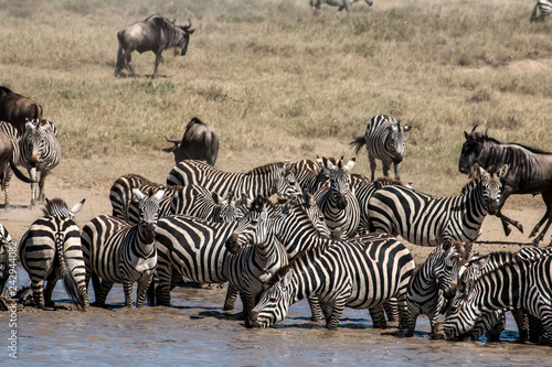 Zebra and  Gnu in Serengeti African safari 