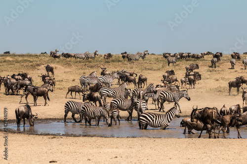 Photography Zebra and  Gnu in Serengeti African safari