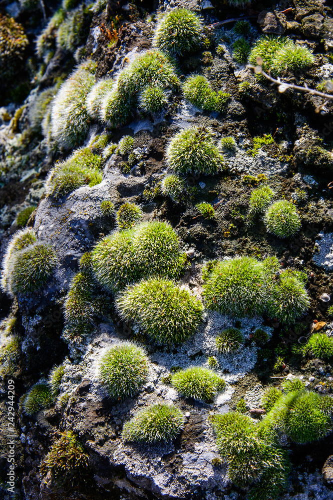 Colonies of green moss on the surface of gray stone