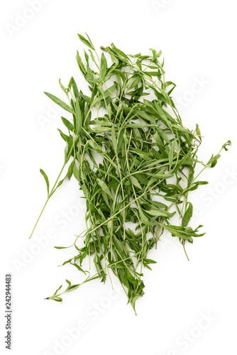Tarragon herbs close up isolated on white background 