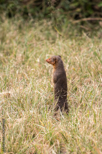 mongoose in Serengeti African safari