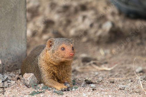 Wallpaper Mural mongoose in Serengeti African safari Torontodigital.ca