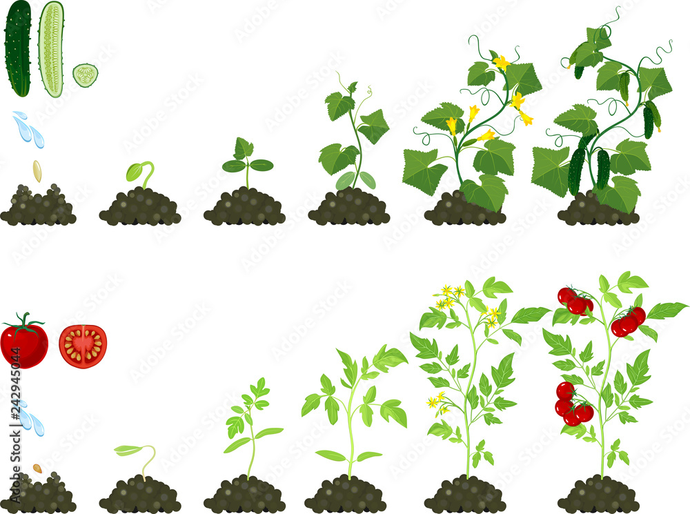 Set of life cycles of agricultural plants. Growth stages of tomato and ...