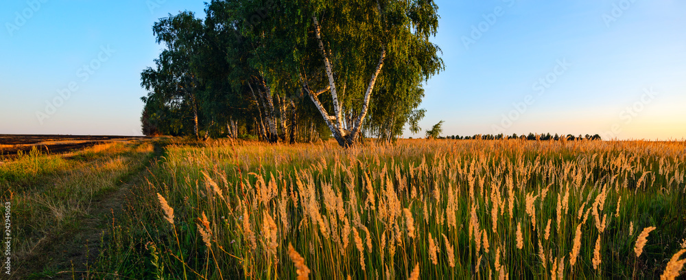 Fototapeta premium Wide panorama of country summer landscape with ground countryside road,lonely growing birch trees and spikelets of grasses illuminated by light of setting sun.