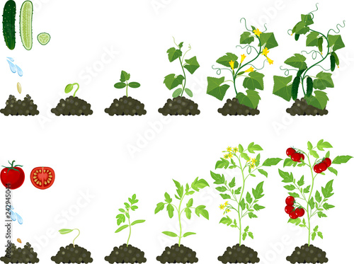 Set of life cycles of agricultural plants. Growth stages of tomato and cucumber plant