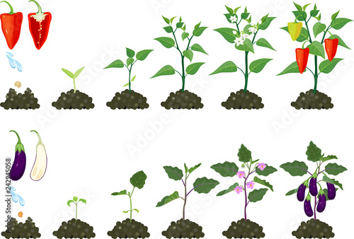 Set of life cycles of agricultural plants. Growth stages of pepper plant and eggplant photo