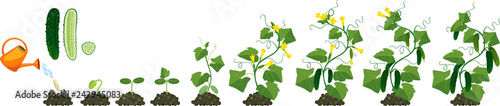 Life cycle of cucumber plant. Stages of growth from seed and sprout to adult plant with fruits