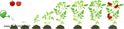 Life cycle of tomato plant. Stages of growth from seed and sprout to adult plant with red fruits