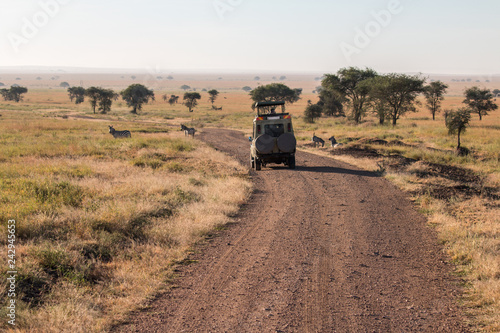 Photography Zebra, Gnu and safari car in Serengeti