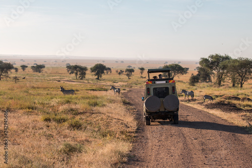 Zebra  Gnu and safari car in Serengeti 