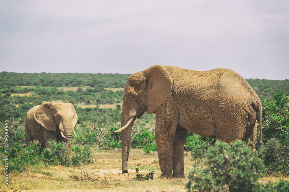 Fototapeta premium Adult elephant and baby elephant walking together in Addo National Park, South Africa