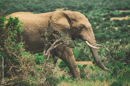 African elephant in bushes close up view in Addo National Park, South Africa