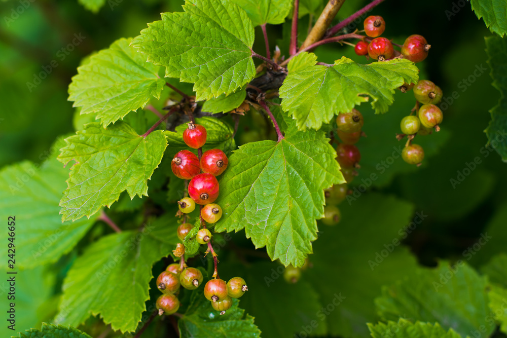 unripe berries of black currant on the Bush unripe berries of black currant on the Bush