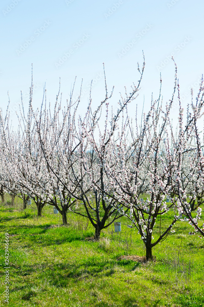 Almond trees at spring
