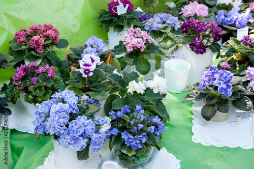 Russia, Khabarovsk, August 18, 2018: sale of flowers of violets at harvest festival
