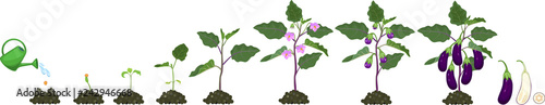 Life cycle of eggplant. Growth stages from seeding to flowering and fruit-bearing aubergine plant