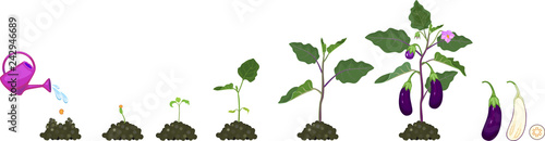 Life cycle of eggplant. Growth stages from seeding to flowering and fruit-bearing aubergine plant