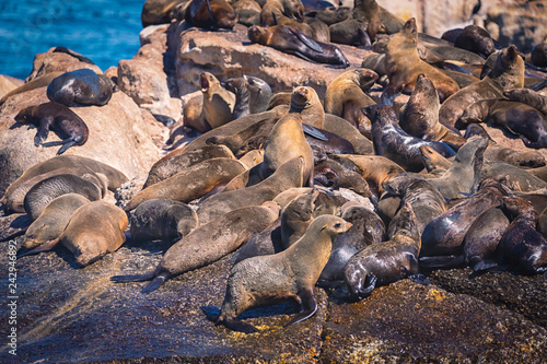 Seals on a Hout Bay seal island in Cape Town, South Africa