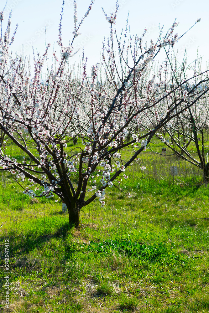 Almond trees at spring
