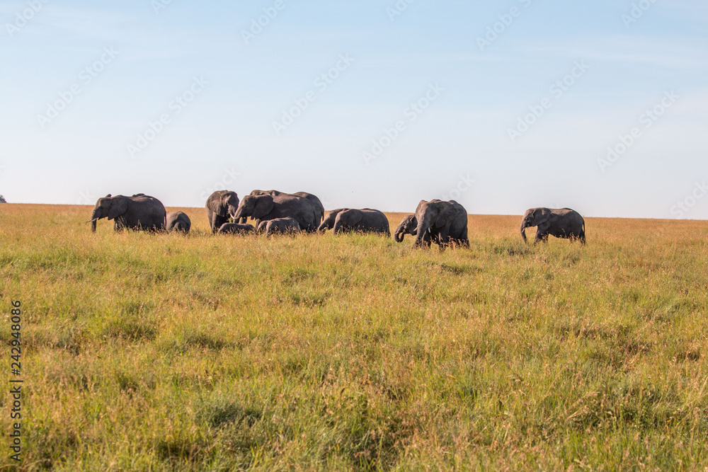 Elephant family in Serengeti Tanzania