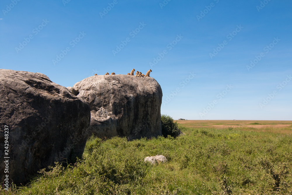 Lion family in Serengeti Tanzania