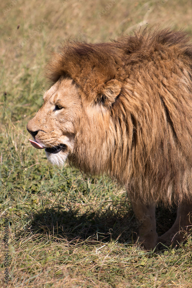 male lion in Ngorongoro Conservation Area Tanzania male lion in Ngorongoro Conservation Area Tanzania