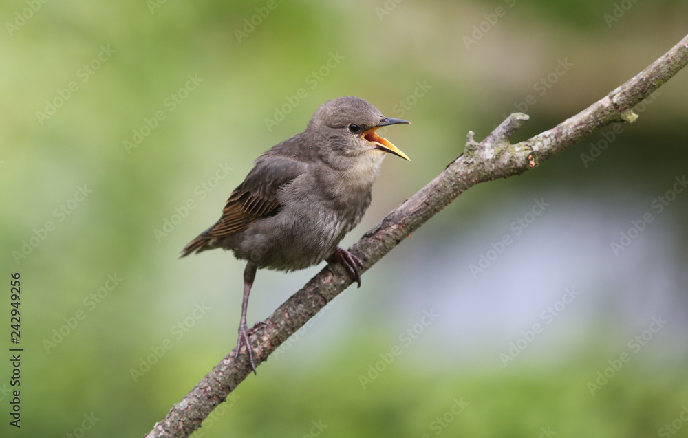 A noisy baby Starling (Sturnus vulgaris) calling for its parents to feed it, perched on a branch. A noisy baby Starling (Sturnus vulgaris) calling for its parents to feed it, perched on a branch.