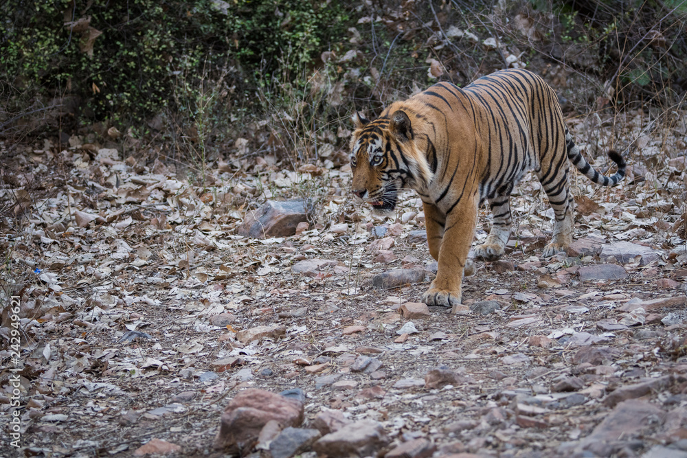 Tiger in nature habitat. this male tiger wandering in his territory at Ranthambore Tiger Reserve, India