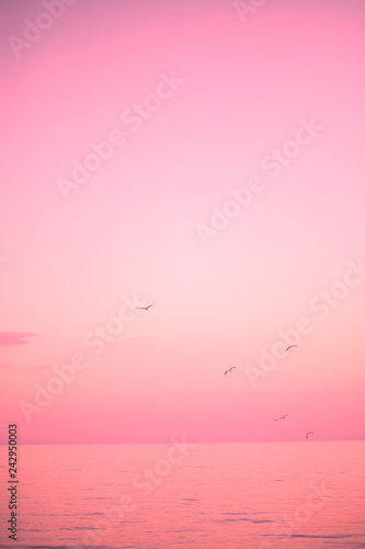Beautiful pink sunset and the sea with birds seagulls. The concept of fashion colors