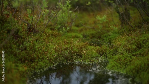 close view small marsh puddle with darr water among beautiful green plants in young forest on day photo