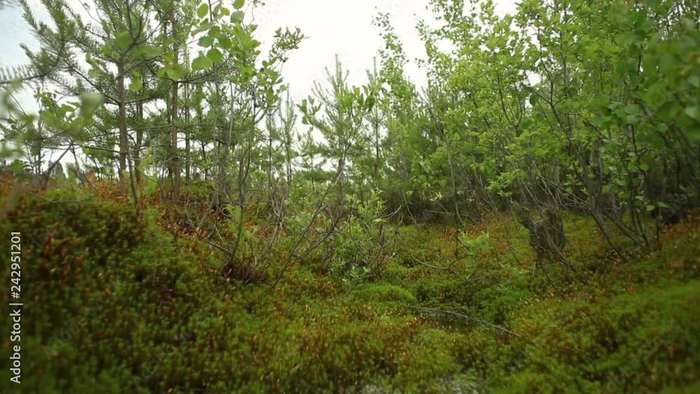 beautiful small puddle water with reflected sky among green plants and young wood on cloudy day beautiful small puddle water with reflected sky among green plants and young wood on cloudy day
