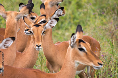 Impala in Tarangire National Park Tanzania