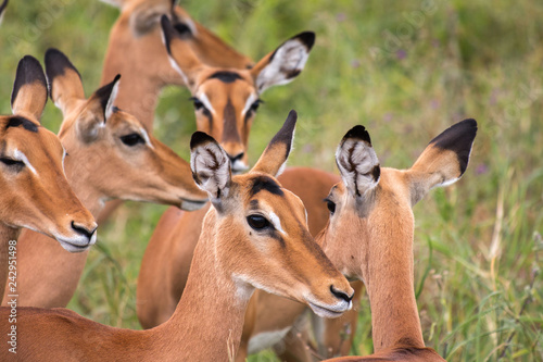 Canvas Print Impala in Tarangire National Park Tanzania