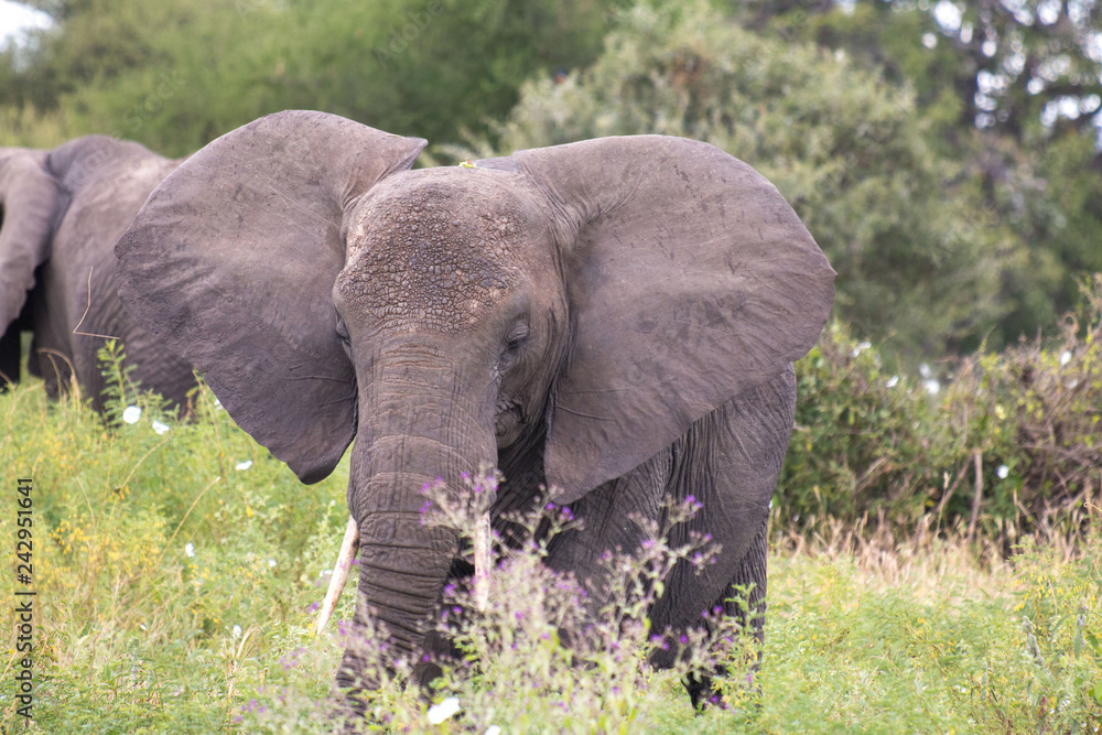 Obraz premium Elephant in Tarangire National Park Tanzania