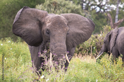 Elephant in Tarangire National Park Tanzania