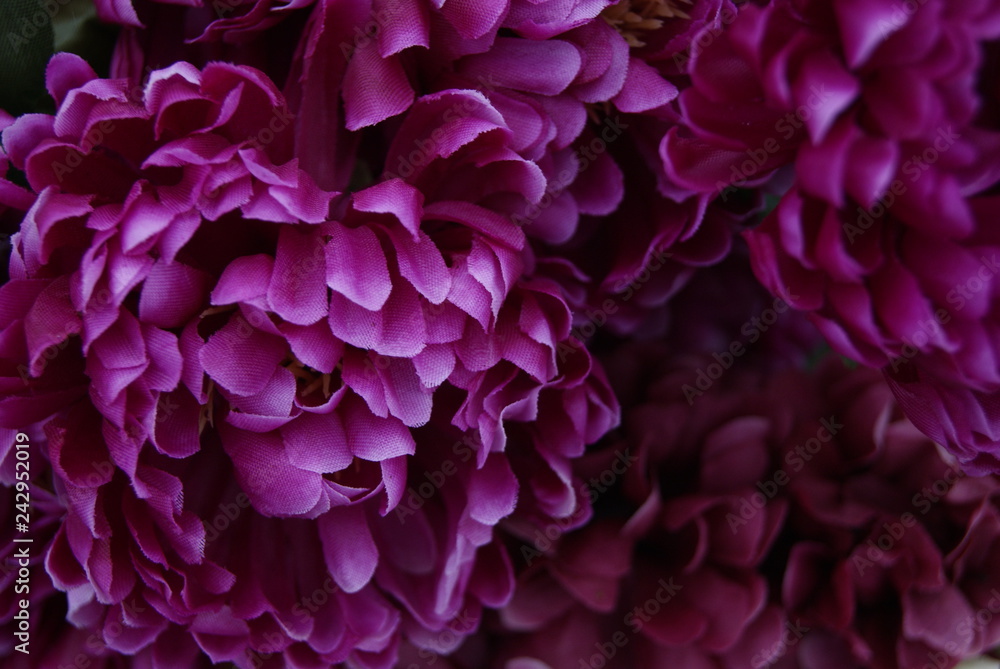 texture rose texture rose