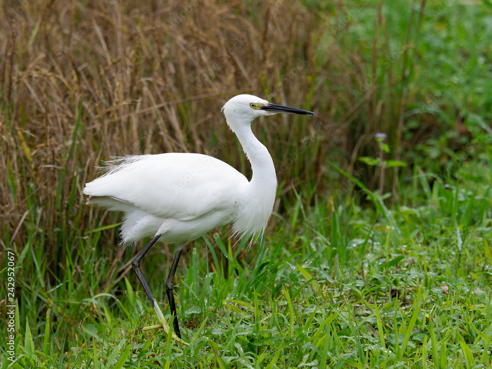 Little egret, Egretta garzetta Little egret, Egretta garzetta